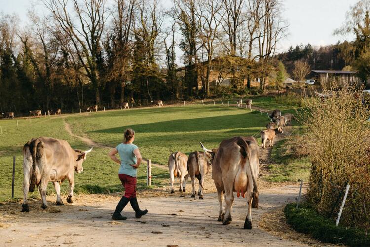 Mechthild Knösel treibt ihre Kuhherde