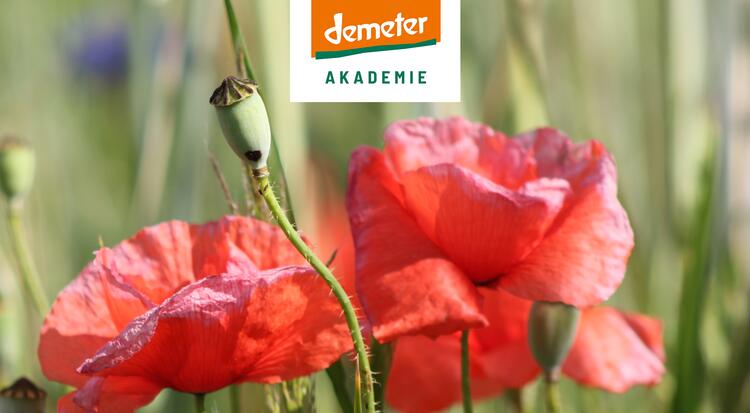 Demeter Akademie