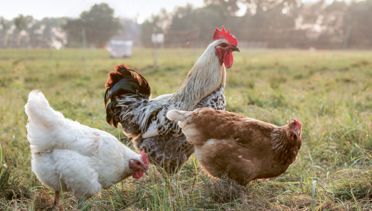 Ein Hahn und zwei Hennen auf Wiese