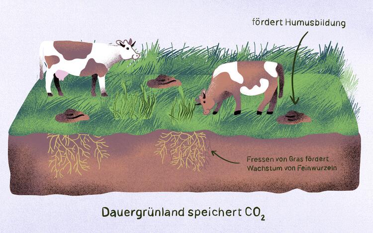 Dauergrünland speichert CO2