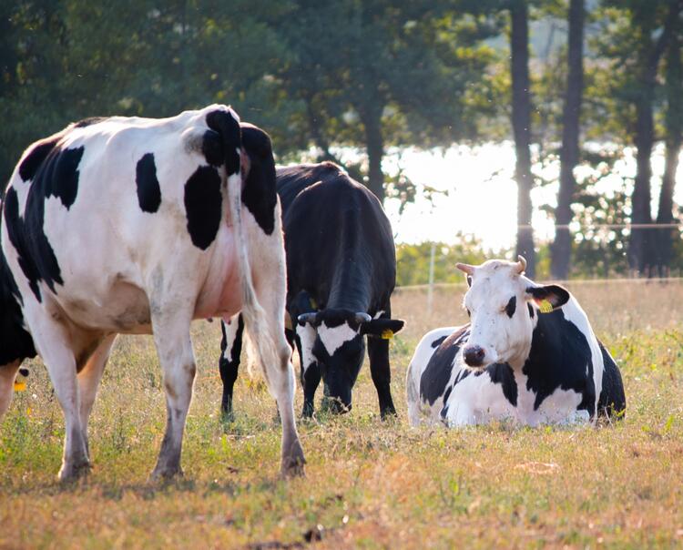 Kühe auf der Weide des Ökodorfs Brodowin