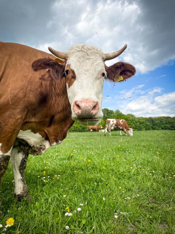 Hannelore auf der Wiese