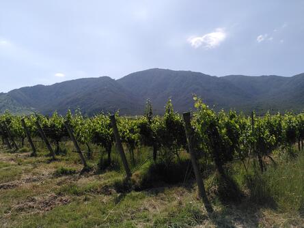 Landschaft mit Bergen im Hintergrund