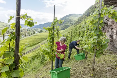 Winzer und Winzerin arbeiten im Weinberg am Steilhang