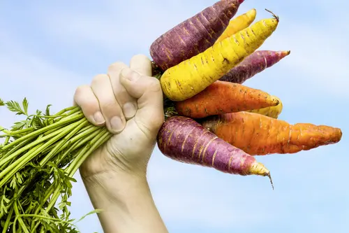 Faust hält Möhren in die Luft